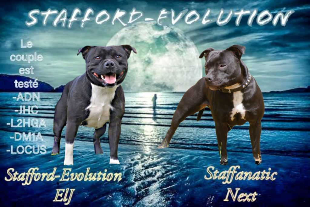 Stafford Evolution - Chiot staffie disponible le 4 avril 2024