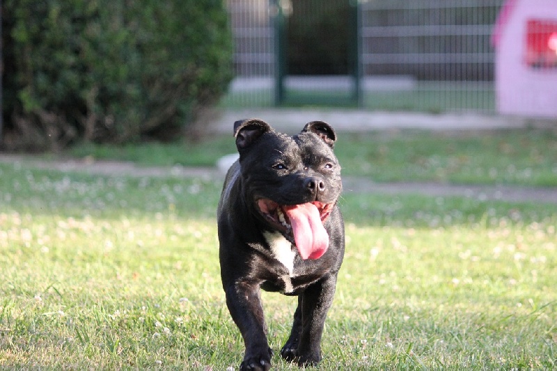 Gipsy queen ( athena ) du domaine forestier