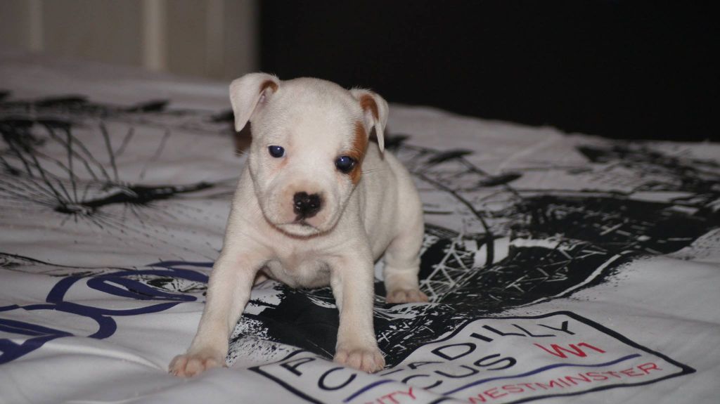 Stafford Evolution - Chiot disponible  - Staffordshire Bull Terrier