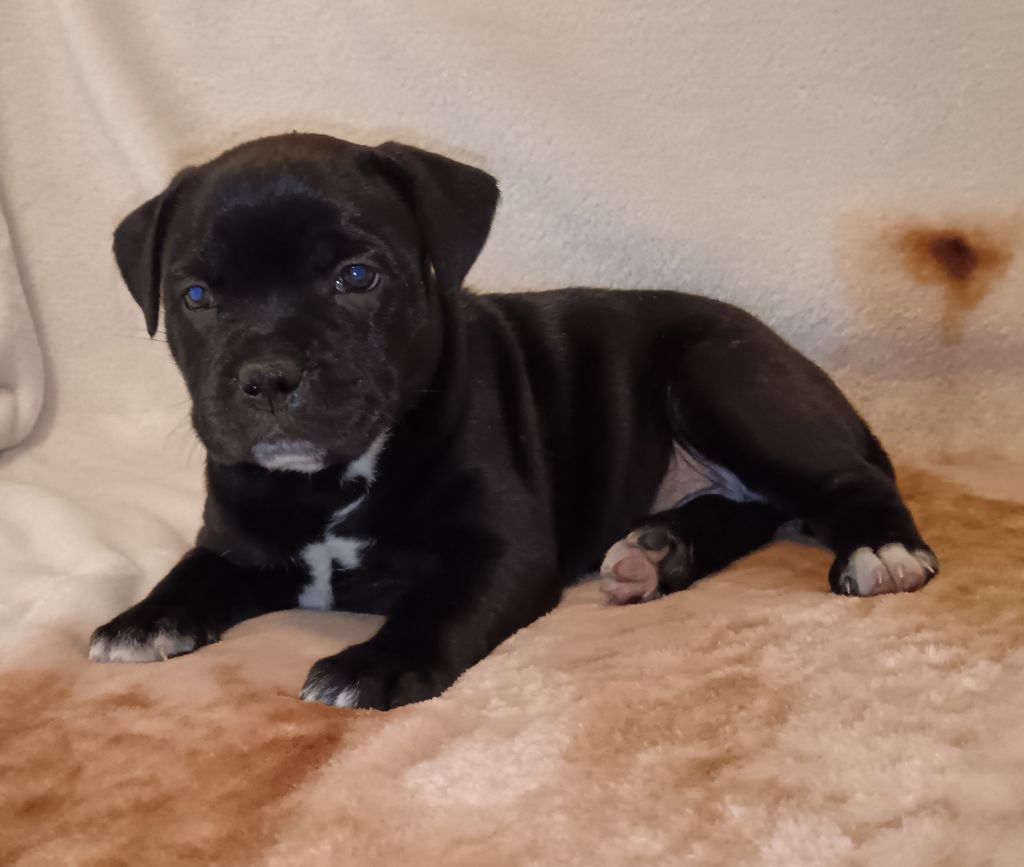 Stafford Evolution - Chiot disponible  - Staffordshire Bull Terrier