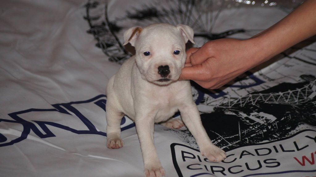 Stafford Evolution - Chiots disponibles - Staffordshire Bull Terrier