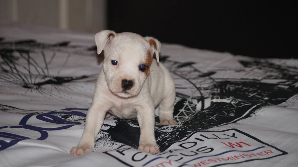 Stafford Evolution - Chiots disponibles - Staffordshire Bull Terrier