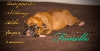 CHIOT