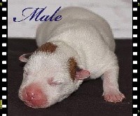 CHIOT