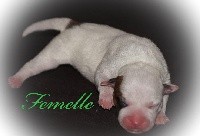 CHIOT