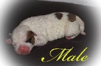 CHIOT