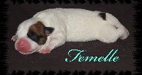 CHIOT